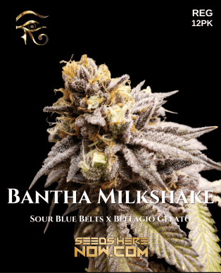Bantha Milkshake (Regular) (space) First Principles Genetics