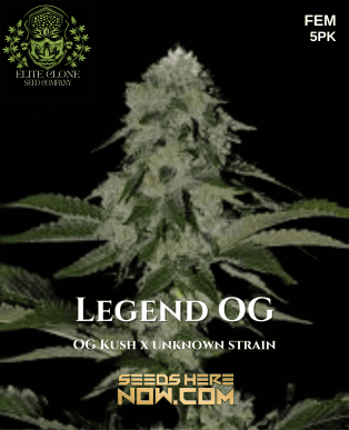 Legend OG S1 (Feminized) (space) Elite Clone Seed Company