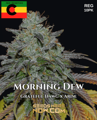 Morning Dew (Regular) (space) Irie Genetics