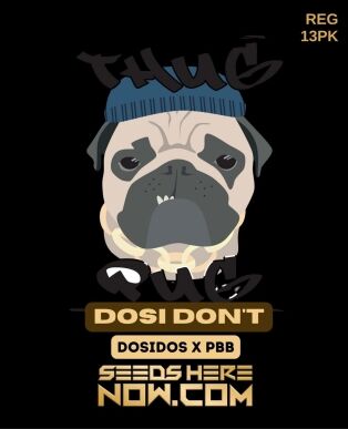 Dosi Don't (Regular) (space) Thug Pug Genetics
