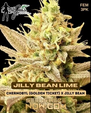 Jilly Bean Lime (Feminized) (space) Mz Jill Genetics