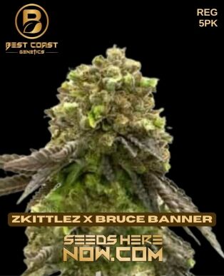 Zkittlez x Bruce Banner (Regular) (space) Best Coast Genetics