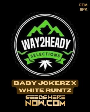 Baby Jokerz x White Runtz (Feminized) (space) Way2heady Selections