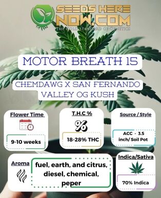 Motor Breath 15 Clones (space) ACC