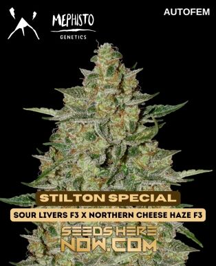 Mephisto Genetics (space) Stilton Special {AUTOFEM} [3pk]