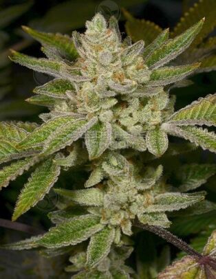 Archive-seed-bank-dank-dough_03536098-59a5-4e58-8a50-58d16e91b9c8.jpg