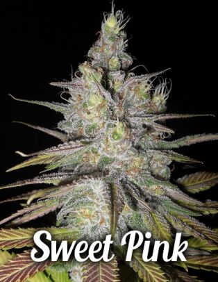 Buy-marijuana-seeds