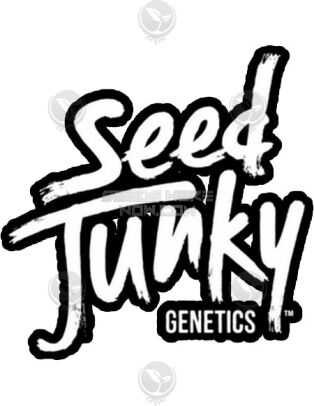Kush Mints X Triangle Kush Bx3 (regular) - Seed Junky Genetics