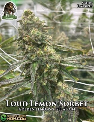Loud Lemon Sorbet (feminized) - Ganja Farmer
