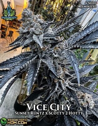 Vice City (feminized) - Exotic Genetix
