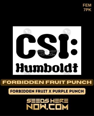 Forbidden Fruit Punch (feminized) - Csi Humboldt