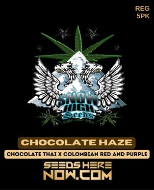 Chocolate Haze (regular) - Snow High Seeds