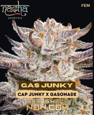 Gas Junky (feminized) - Nasha Genetics