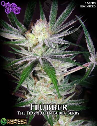 Flubber (Feminized) (space) La Plata Labs
