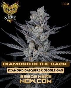 Diamond In The Back (Feminized) (space) Solfire Gardens