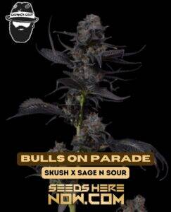 Bulls On Parade (Regular) (space) S.A.G.E.masta Select