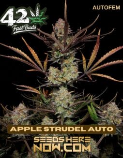 Apple Strudel Auto (Autoflower) (space) Fast Buds