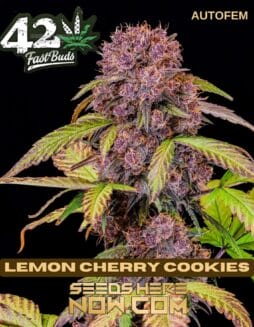 Lemon Cherry Cookies (Autoflower) (space) Fast Buds