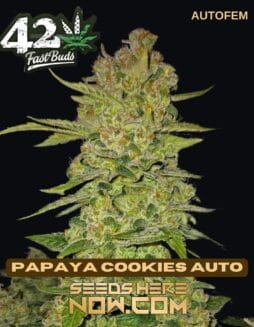 Papaya Cookies Auto (Autoflower) (space) Fast Buds