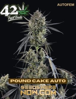 Pound Cake Auto (Autoflower) (space) Fast Buds