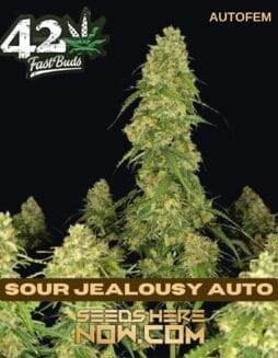 Sour Jealousy Auto (Autoflower) (space) Fast Buds