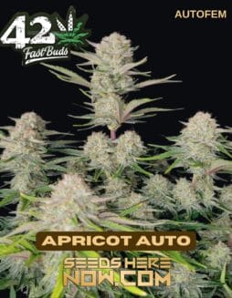 Apricot (Autoflower) (space) Fast Buds