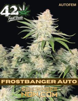 Frostbanger Auto (Autoflower) (space) Fast Buds