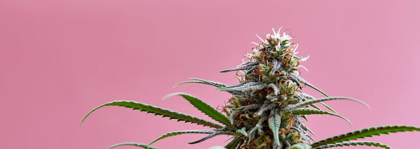 <h2>August Deals: Dive Into Strawberry Flavors & Solfire Gardens Seeds! – FREE Seeds* and FREE Shipping*</h2>
