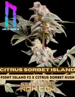 Citrus Sorbet Island (Regular) (space) Uruz Seeds