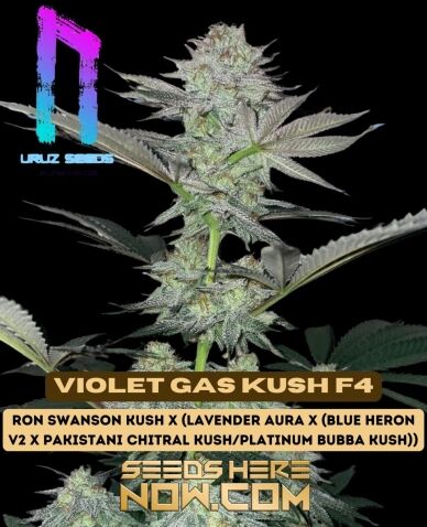 Violet Gas Kush F4 (Regular) - Uruz Seeds