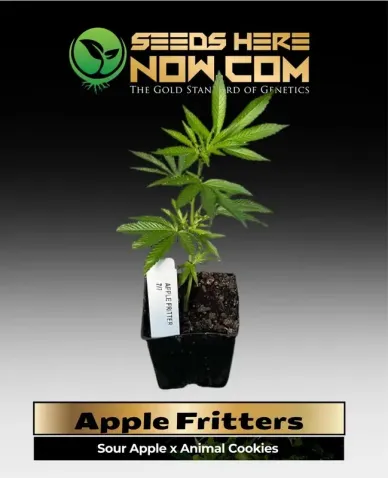 Apple Fritters Clones in soil pot