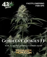 Gorilla Cookies FF cannabis seeds by Fast Buds, feminized for guaranteed female plants