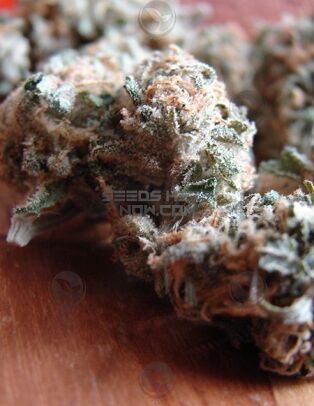 Genetics-fruity-pebbles