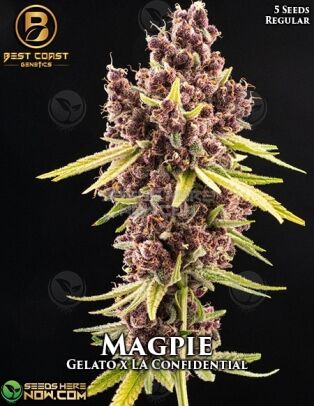 Magpie (regular) - Best Coast Genetics