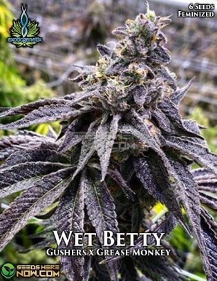 Wet Betty (feminized) - Exotic Genetix