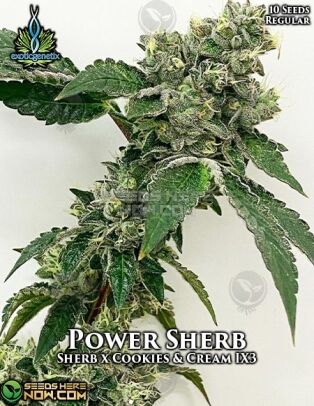 Power Sherb (regular) - Exotic Genetix