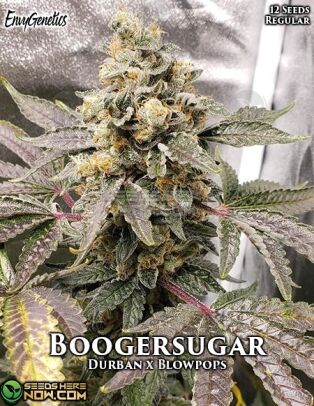 Boogersugar (regular) - Envy Genetics