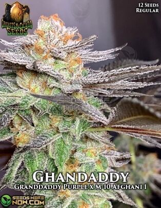 Ghandaddy (regular) - Crickets and Cicada Seeds