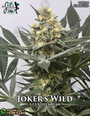 Joker's Wild (feminized) - Mz Jill Genetics