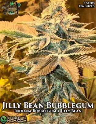 Jilly Bean Bubblegum (feminized) - Mz Jill Genetics