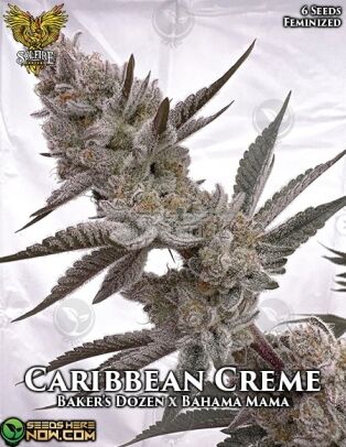 Caribbean Creme  (feminized) - Solfire Gardens