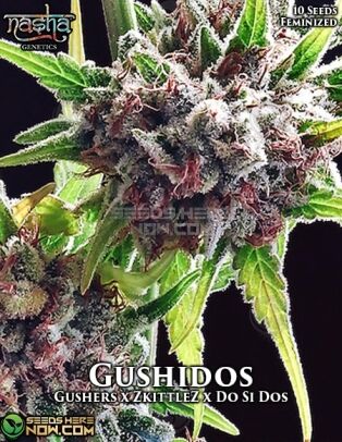 Gushidos (feminized) - Nasha Genetics