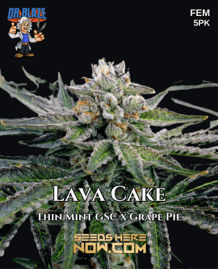 Lava Cake S1 (feminized) - Dr. Blaze