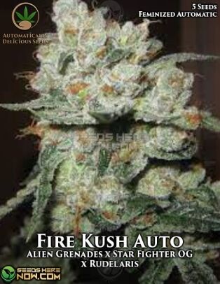 Fire Kush Auto (autoflower) - Automatically Delicious