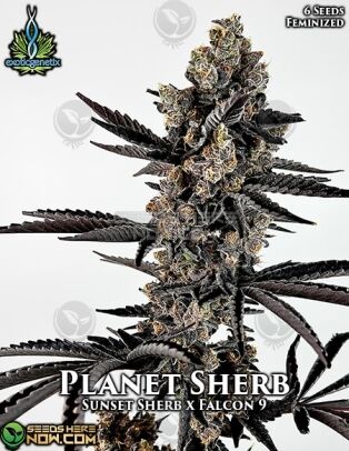 Planet Sherb (feminized) - Exotic Genetix