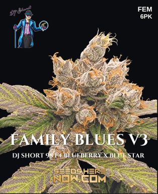 Family Blues V3 (feminized) - Dj Short Seeds/blue Star Seeds