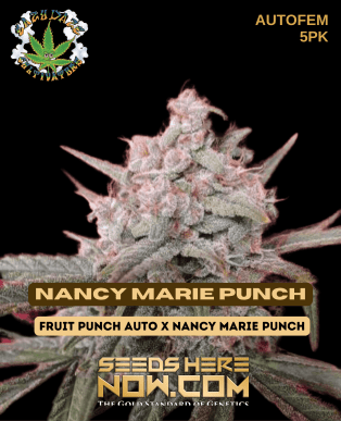 Nancy Marie Punch (autoflower) - Eazy Daze Cultivators