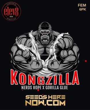 Kongzilla (feminized) - Elev8 Seeds
