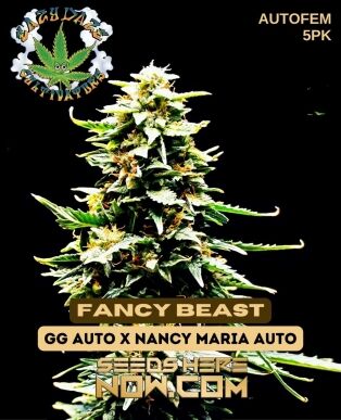Fancy Beast (autoflower) - Eazy Daze Cultivators