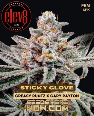 Sticky Glove (feminized) - Elev8 Seeds